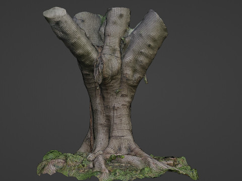 Jungel tree 3D Модель