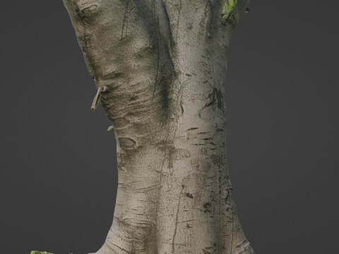 Jungel tree 3D Модель