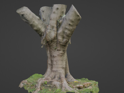Jungel tree 3D Модель