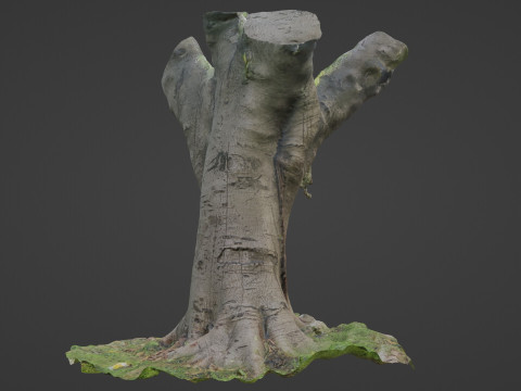 Jungel tree 3D Модель