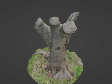 Jungel tree 3D Модель