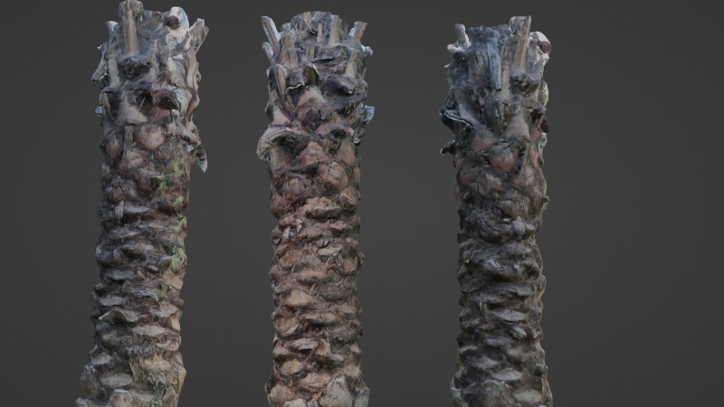 Palm Tree Modello 3D .c4d .max .obj .3ds .fbx .stl .blend