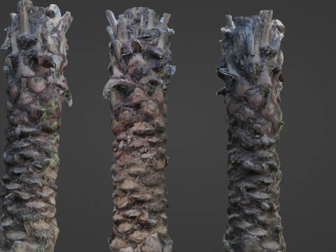 Palm Tree Modelo 3D