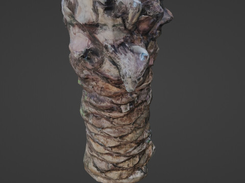 Palm Tree Modello 3D