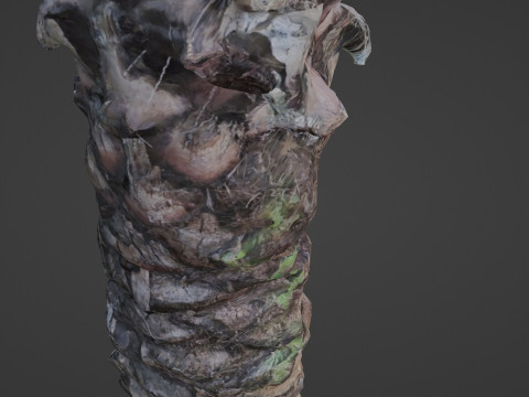 Palm Tree Modello 3D