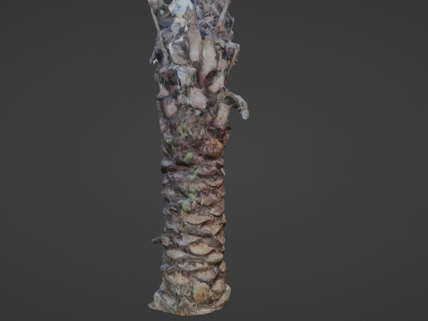 Palm Tree Modello 3D
