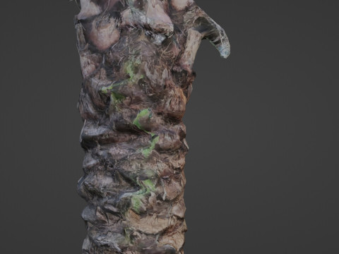 Palm Tree Modello 3D