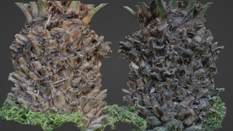 Palm tree 3D मॉडल .c4d .max .obj .3ds .fbx .stl .blend