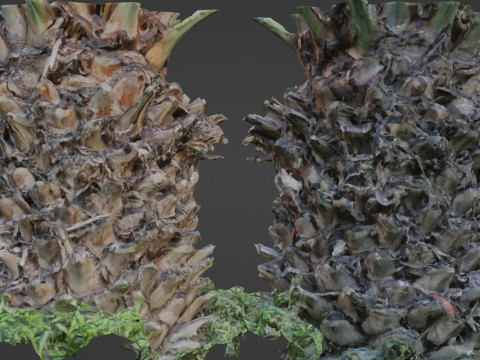 Palm tree Modèle 3D