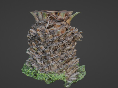 Palm tree 3D मॉडल