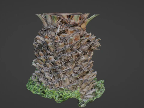 Palm tree 3D Model