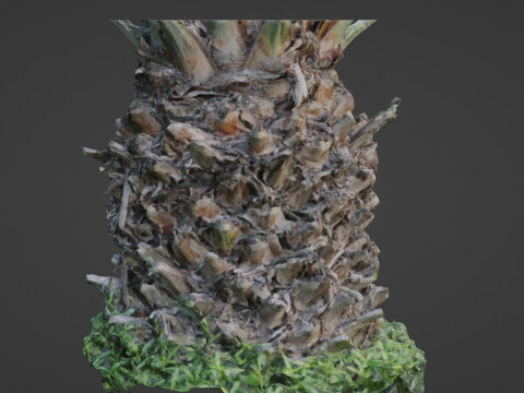 Palm tree 3D मॉडल