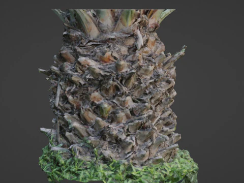 Palm tree 3D Model