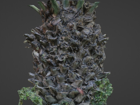 Palm tree 3D मॉडल