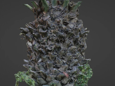Palm tree 3D Model