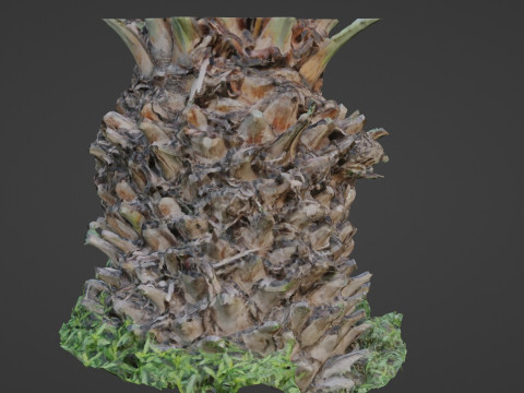 Palm tree 3D मॉडल