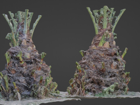 Plam base Modelo 3D
