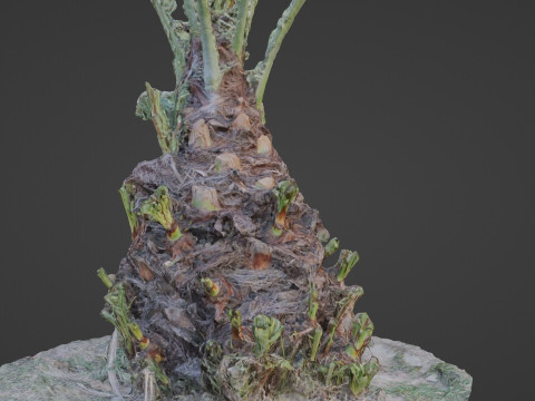 Plam base 3D Model