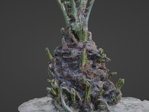 Plam base 3D Model