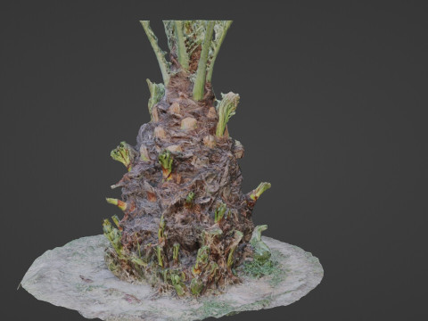 Plam base 3D Model