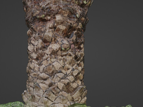 Tree palm 3D मॉडल