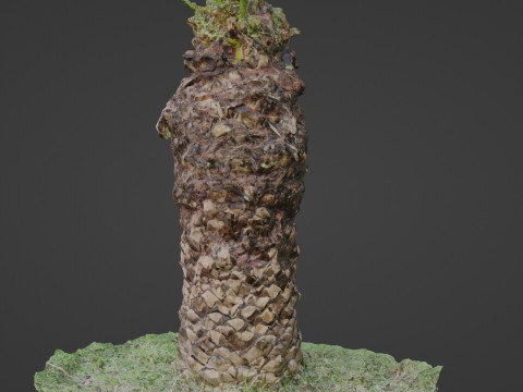 Tree palm 3D मॉडल