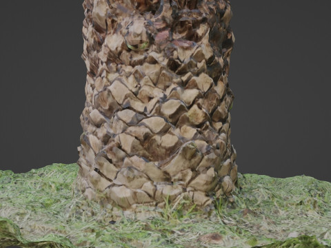 Tree palm 3D मॉडल
