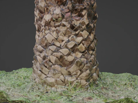 Tree palm 3D Model