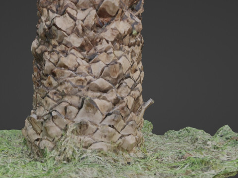 Tree palm 3D मॉडल