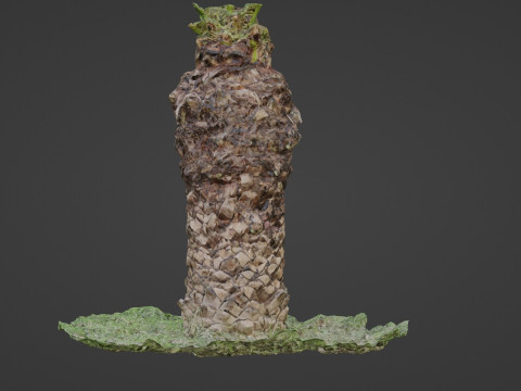 Tree palm 3D मॉडल