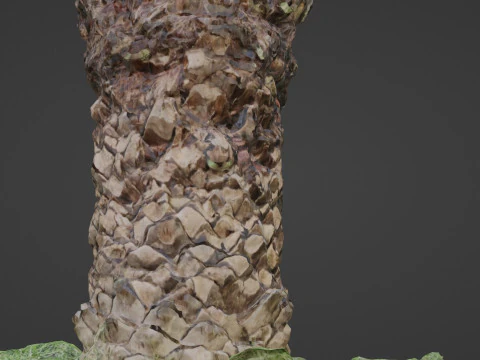 Tree palm 3D Model