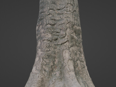 Scanned tree 3D Model