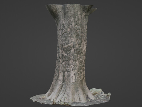 Scanned tree 3D Model