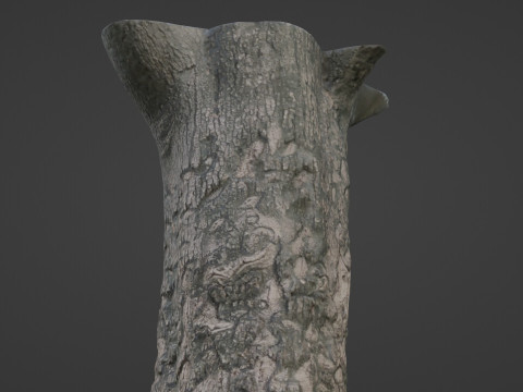 Scanned tree 3D Model