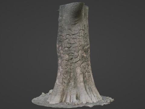 Scanned tree 3D Model