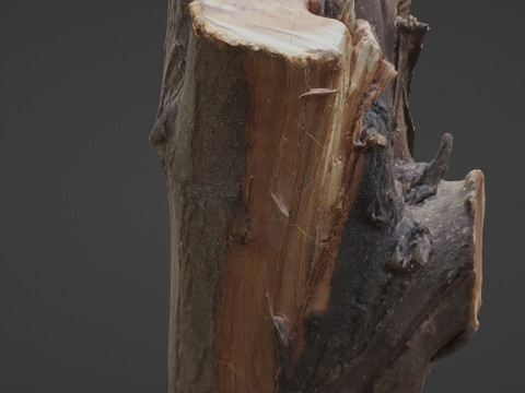 Stump Modelo 3D