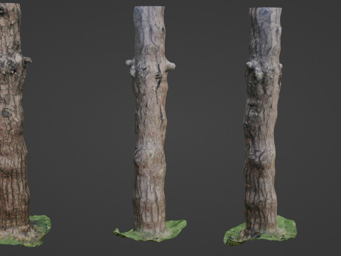 Tall tree 3D 모델