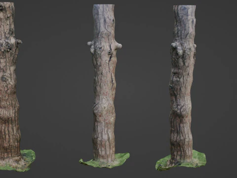 Tall tree 3D Model