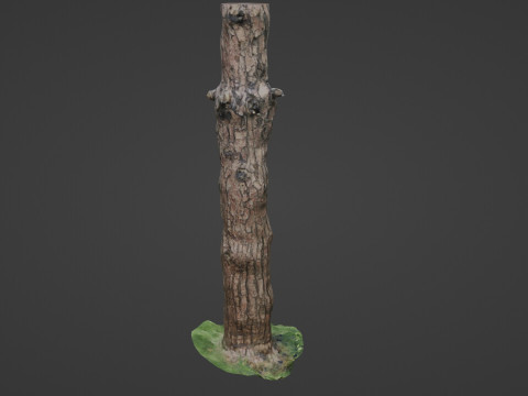 Tall tree 3D Model