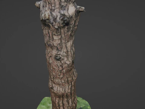 Tall tree 3D Model