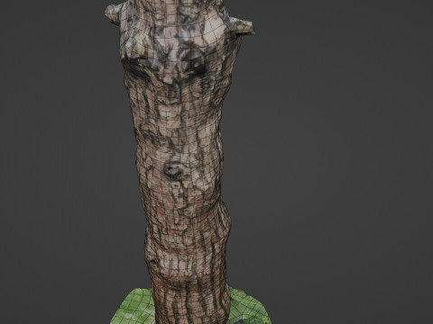 Tall tree 3D Model