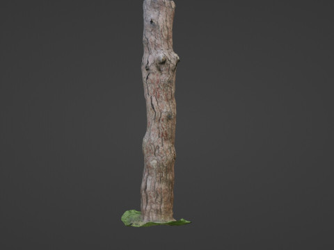 Tall tree 3D Model