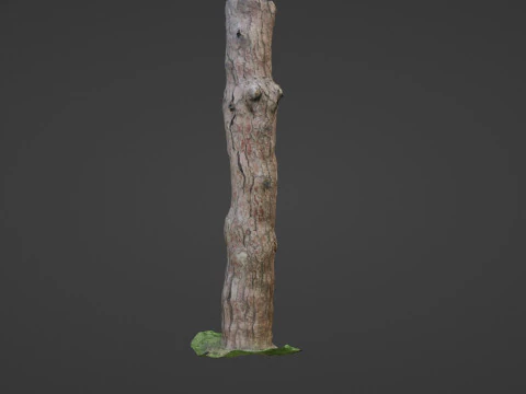 Tall tree 3D Model