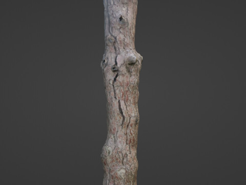 Tall tree 3D Model