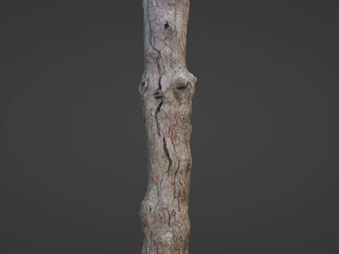 Tall tree 3D Model