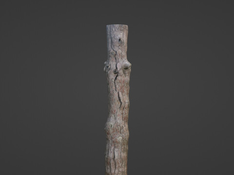Tall tree 3D Model