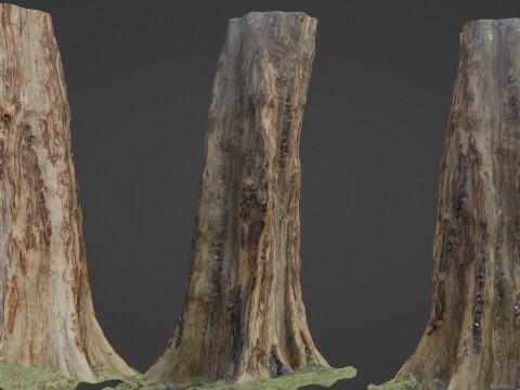 Tree Model 3D