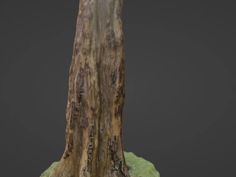 Tree 3D Model
