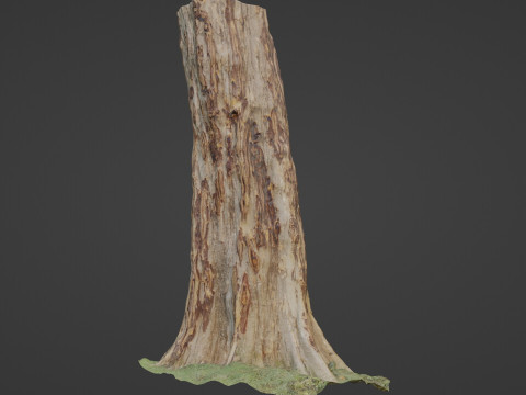 Tree 3D मॉडल