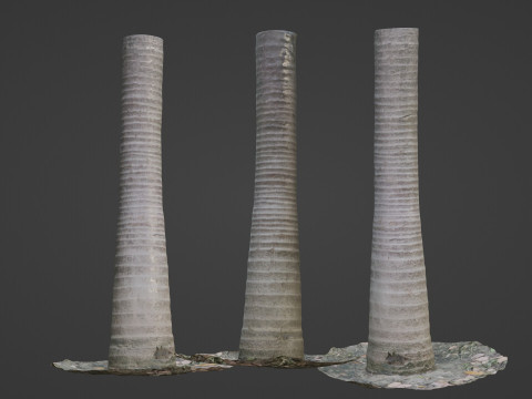 Coconut tree 3D Model
